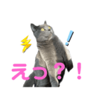 ゴビすたんぷ①（個別スタンプ：4）