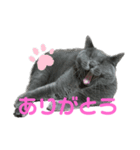 ゴビすたんぷ①（個別スタンプ：8）