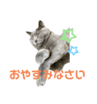 ゴビすたんぷ②（個別スタンプ：8）