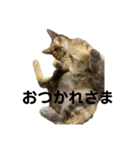 にゃんこラムちゃん❸岡山弁じゃ〜。（個別スタンプ：10）