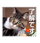 かっこいい猫☆自由メッセージ（個別スタンプ：1）