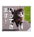 かっこいい猫☆自由メッセージ（個別スタンプ：5）