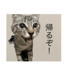 ひじき の生活（個別スタンプ：1）