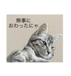 ひじき の生活（個別スタンプ：2）