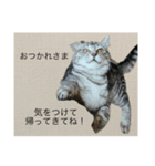 ひじき の生活（個別スタンプ：4）
