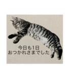 ひじき の生活（個別スタンプ：5）