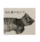 ひじき の生活（個別スタンプ：7）