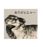 ひじき の生活（個別スタンプ：10）