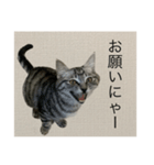 ひじき の生活（個別スタンプ：11）