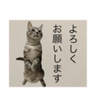 ひじき の生活（個別スタンプ：12）