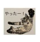ひじき の生活（個別スタンプ：15）