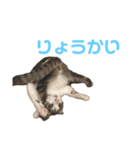 ひーたんさん（個別スタンプ：1）