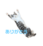 ひーたんさん（個別スタンプ：2）
