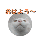 きらべるのスタンプ（個別スタンプ：1）