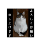 きらべるのスタンプ（個別スタンプ：13）