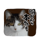 きらべるのスタンプ（個別スタンプ：21）