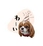 キャバリア こなつ スタンプ（個別スタンプ：1）