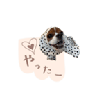 キャバリア こなつ スタンプ（個別スタンプ：2）