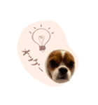 キャバリア こなつ スタンプ（個別スタンプ：3）