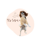 キャバリア こなつ スタンプ（個別スタンプ：4）