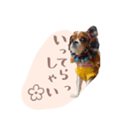キャバリア こなつ スタンプ（個別スタンプ：6）