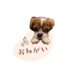 キャバリア こなつ スタンプ（個別スタンプ：7）