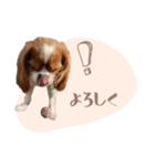 キャバリア こなつ スタンプ（個別スタンプ：8）