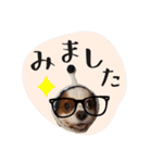 キャバリアだらけのスタンプ（個別スタンプ：25）