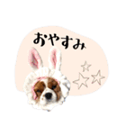 キャバリアだらけのスタンプ（個別スタンプ：26）