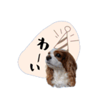 キャバリアだらけのスタンプ（個別スタンプ：27）