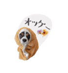 キャバリアだらけのスタンプ（個別スタンプ：29）