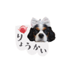 キャバリアだらけのスタンプ（個別スタンプ：30）