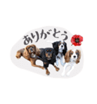 キャバリアだらけのスタンプ（個別スタンプ：31）