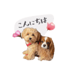 キャバリアだらけのスタンプ（個別スタンプ：33）