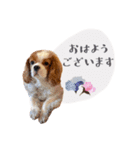 キャバリアだらけのスタンプ（個別スタンプ：34）