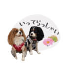キャバリアだらけのスタンプ（個別スタンプ：36）