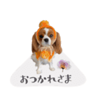 キャバリアだらけのスタンプ（個別スタンプ：37）