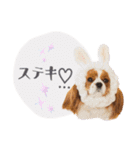 キャバリアだらけのスタンプ（個別スタンプ：39）