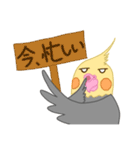 やる気の出ないオカメインコ（個別スタンプ：12）