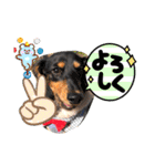 ダックス のだっちゃんのスタンプ（個別スタンプ：18）