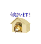 Happy 柴犬LINEスタンプ（個別スタンプ：14）