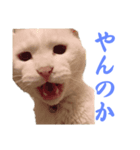 きらりさん（個別スタンプ：1）