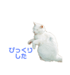 きらりさん（個別スタンプ：4）