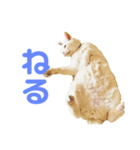 きらりさん（個別スタンプ：7）