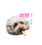 トイプーのしゃこ（個別スタンプ：1）