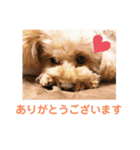 トイプーのしゃこ（個別スタンプ：3）