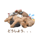トイプーのしゃこ（個別スタンプ：4）