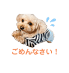 トイプーのしゃこ（個別スタンプ：5）