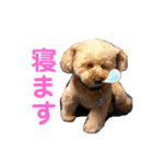 トイプーのしゃこ（個別スタンプ：6）