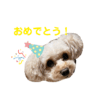 トイプーのしゃこ（個別スタンプ：9）